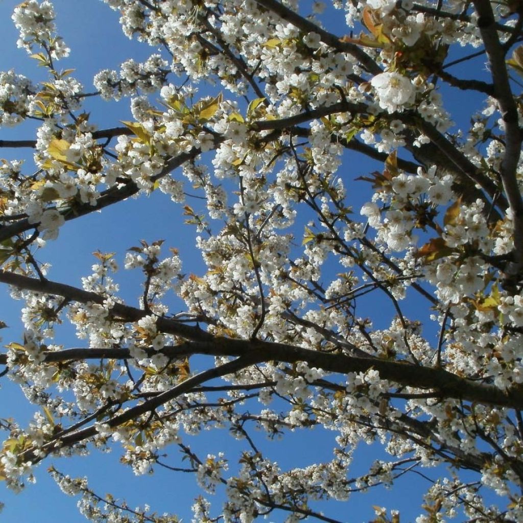 Amareno Anglaise Hâtive