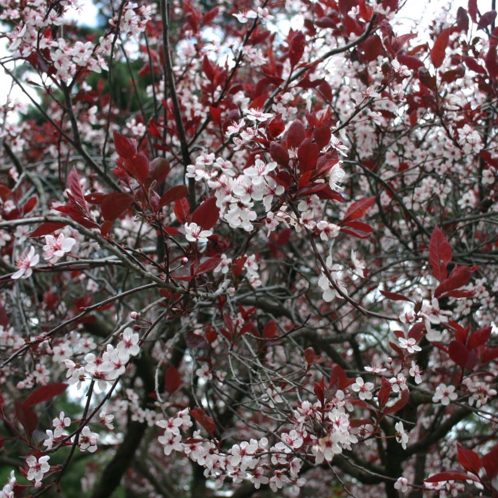 Prunus cistena - Ciliegio da fiore
