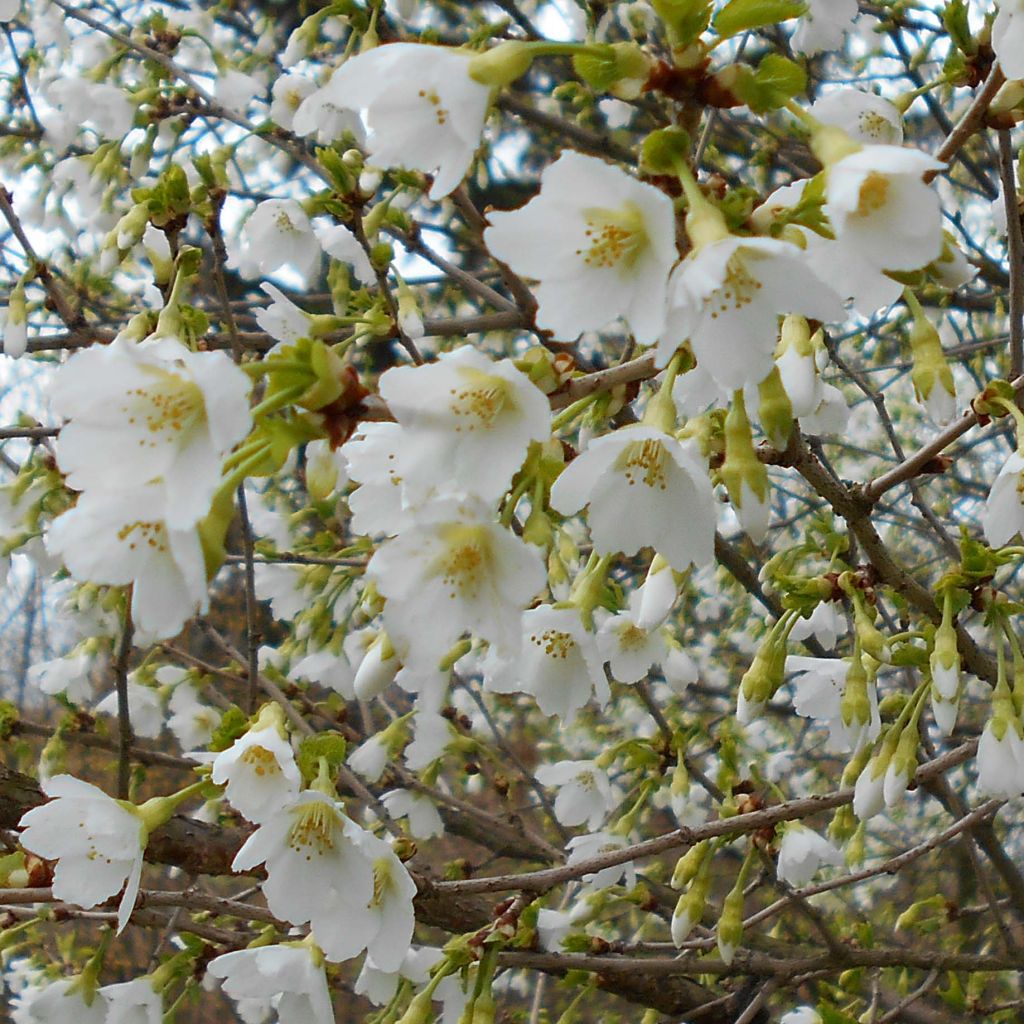 Prunus incisa Yamadei - Ciliegio da fiore