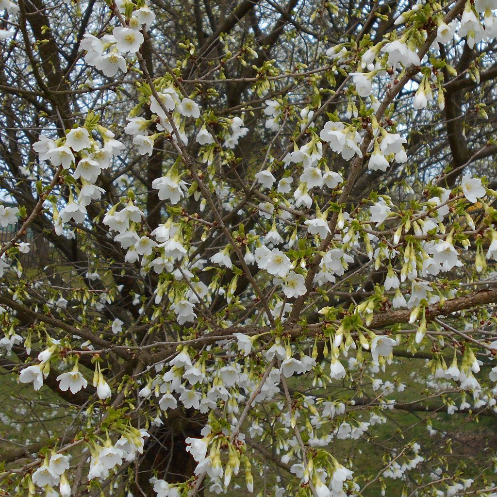 Prunus incisa Yamadei - Ciliegio da fiore