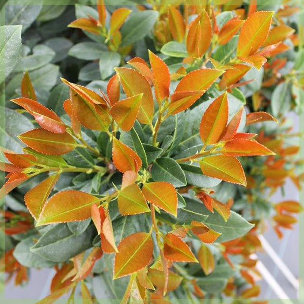 Lauroceraso Bonaparte