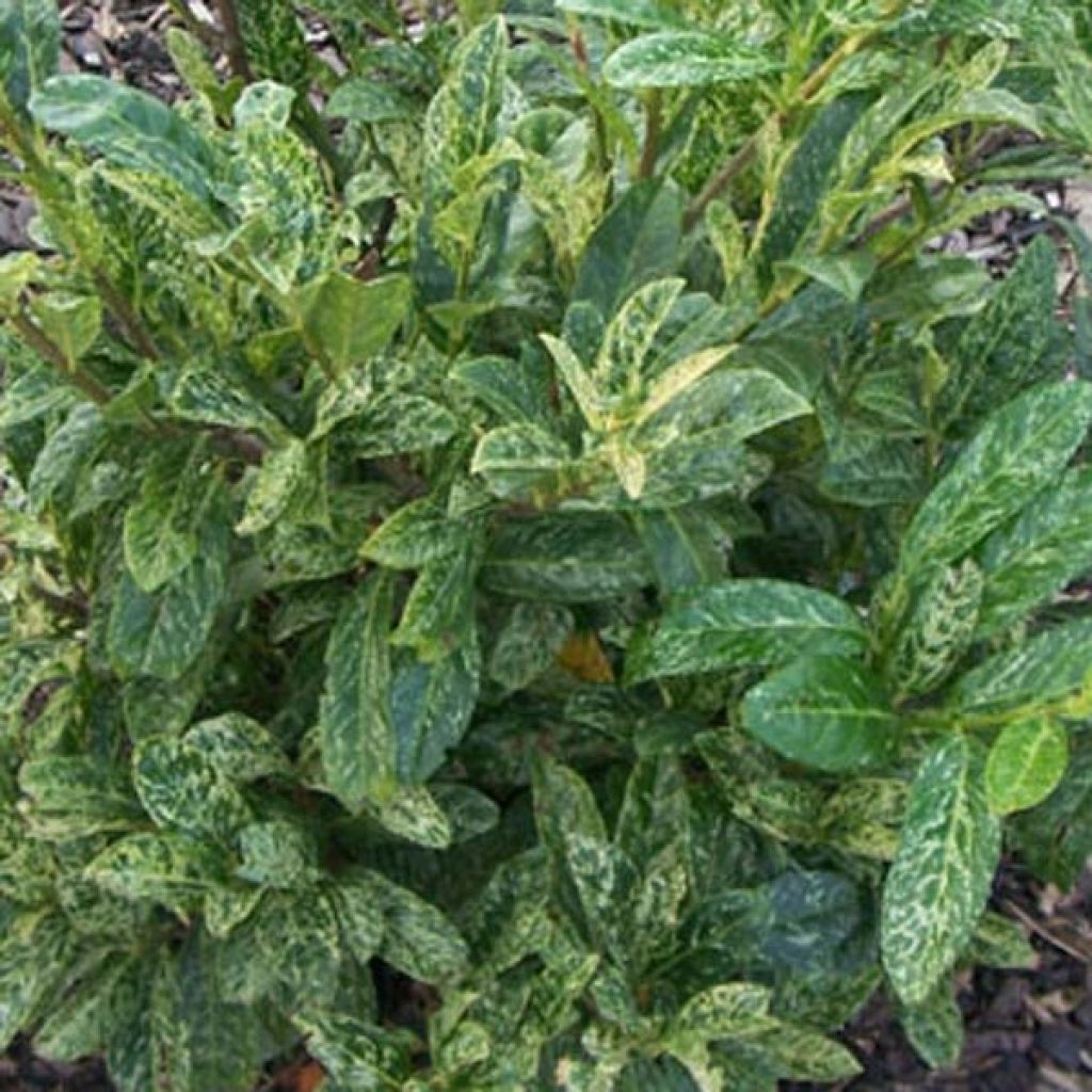 Lauroceraso Marbled White