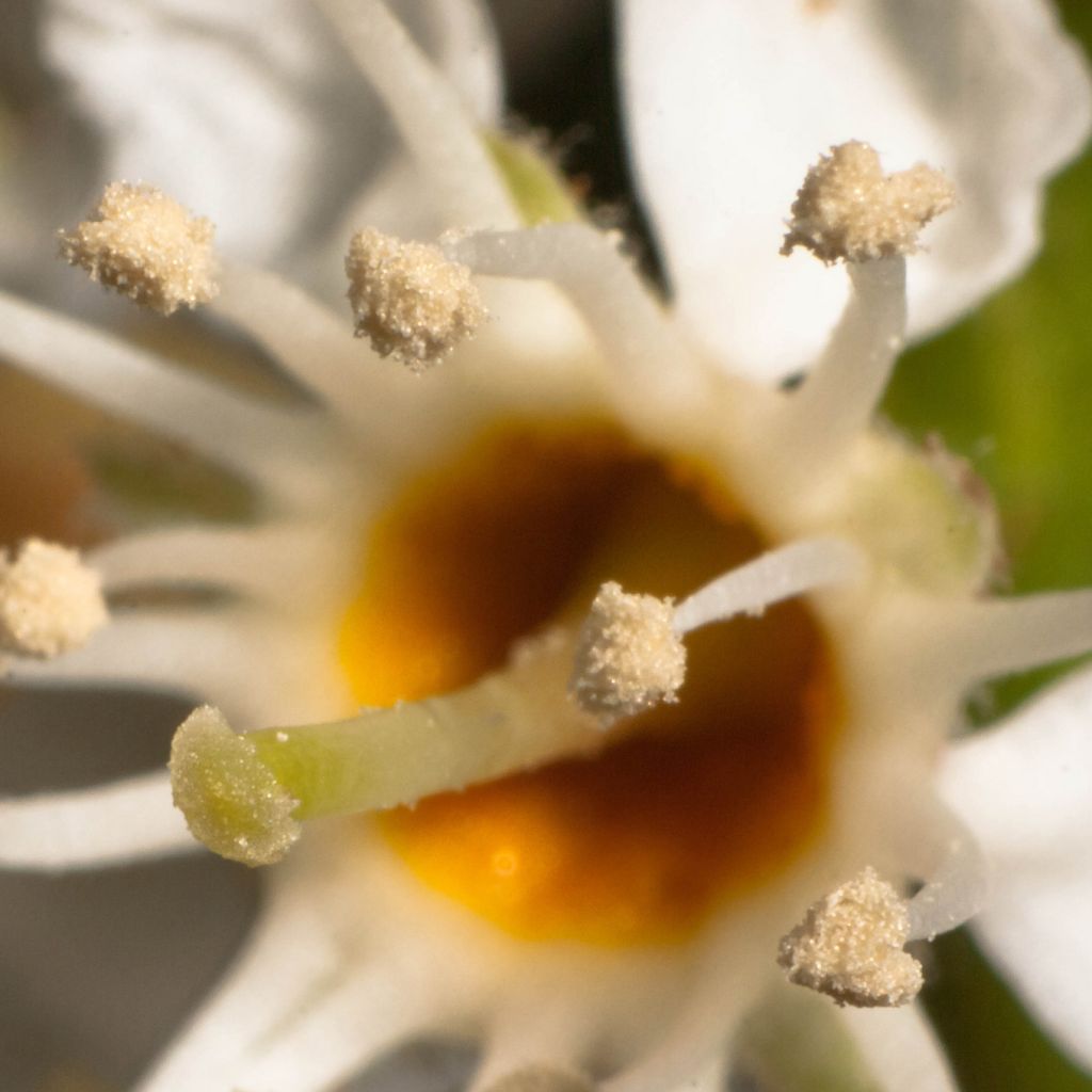 Lauroceraso Otto Luyken