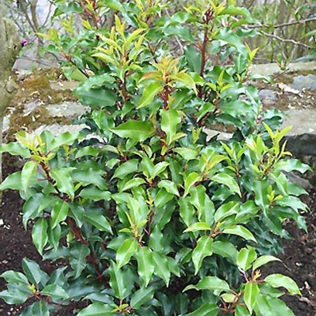 Prunus lusitanica Brenelia - Lauro del Portogallo