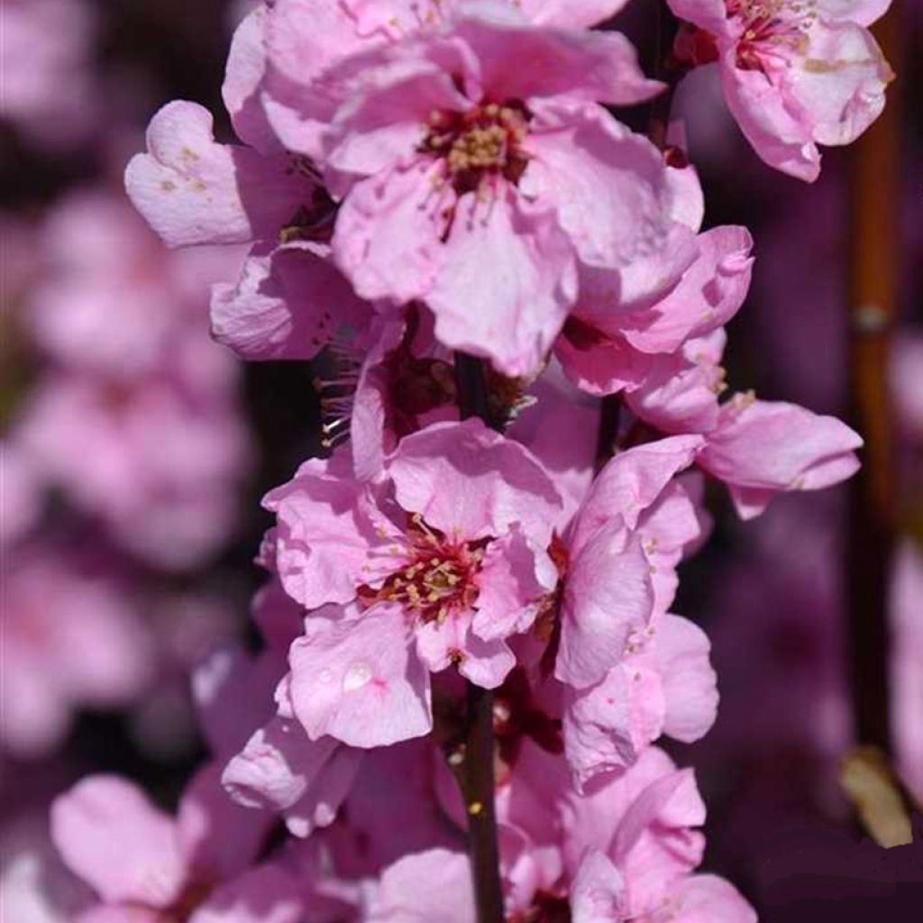 Prunus persica Spring Glow - Pesco da fiore