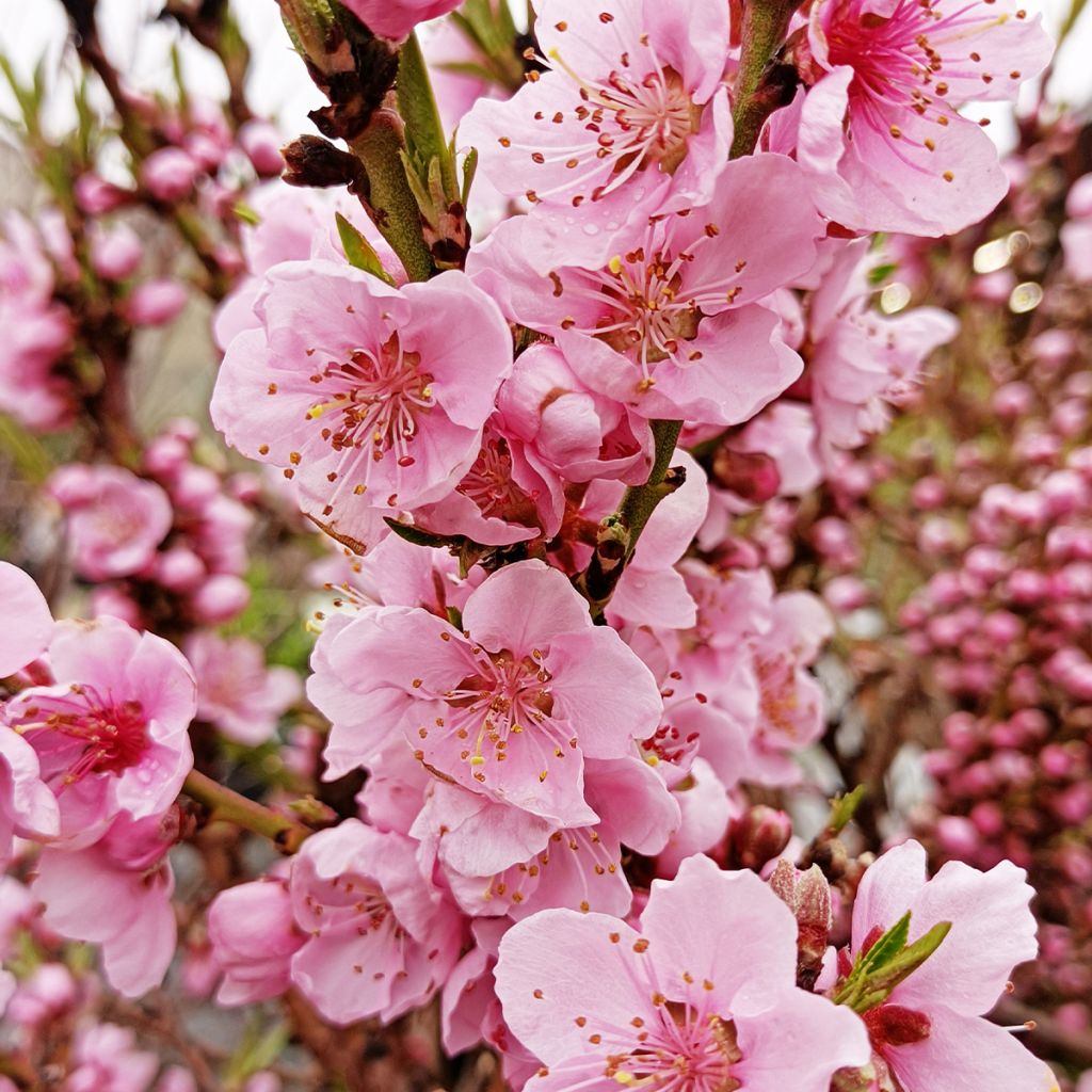 Pesco Diamond Zaipevi