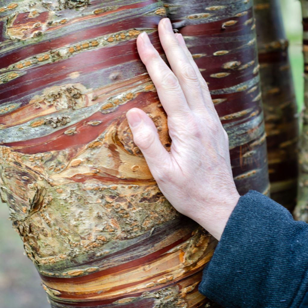 Prunus serrula - Ciliegio da fiore