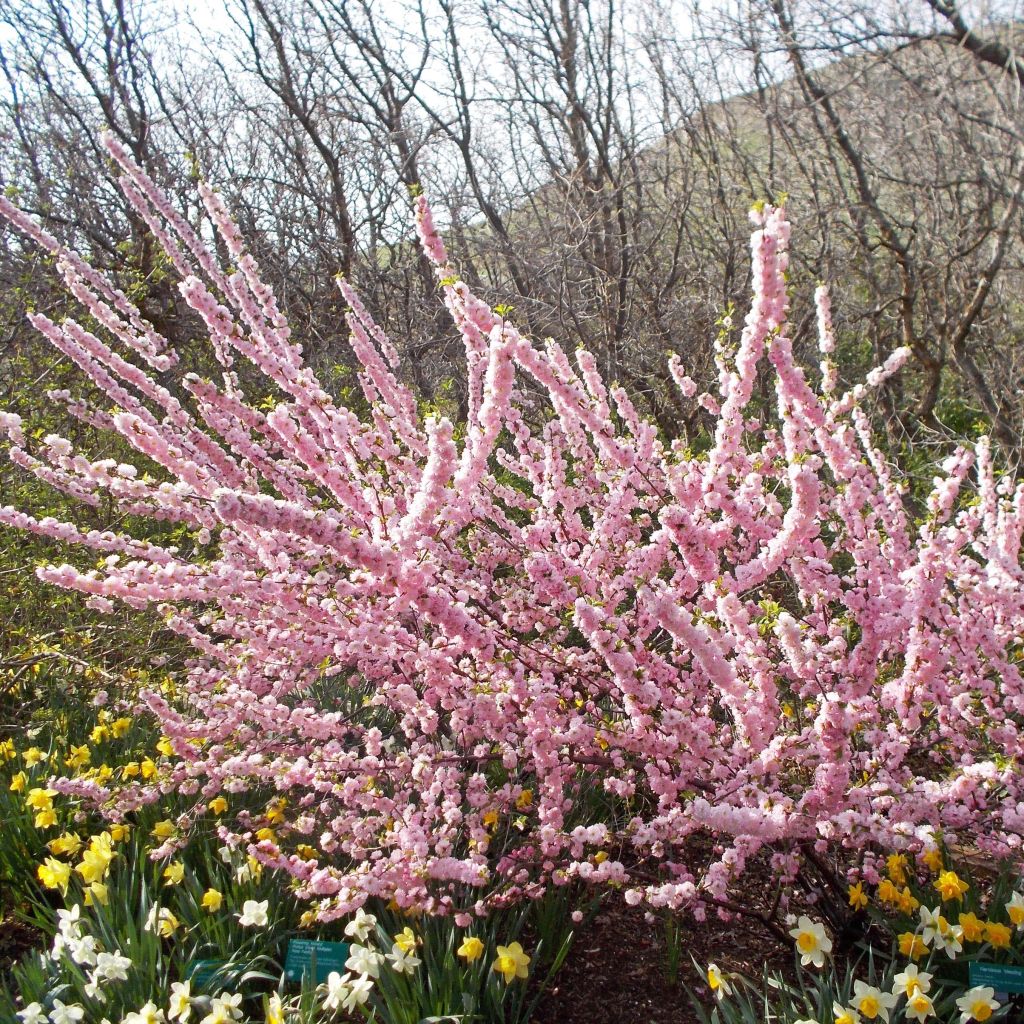 Prunus triloba Multiplex - Mandorlo da fiore