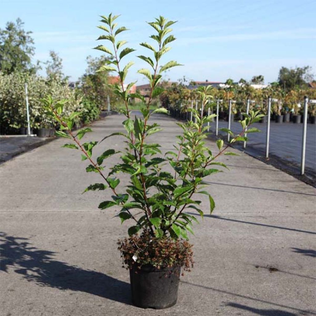 Prunus triloba Multiplex - Mandorlo da fiore