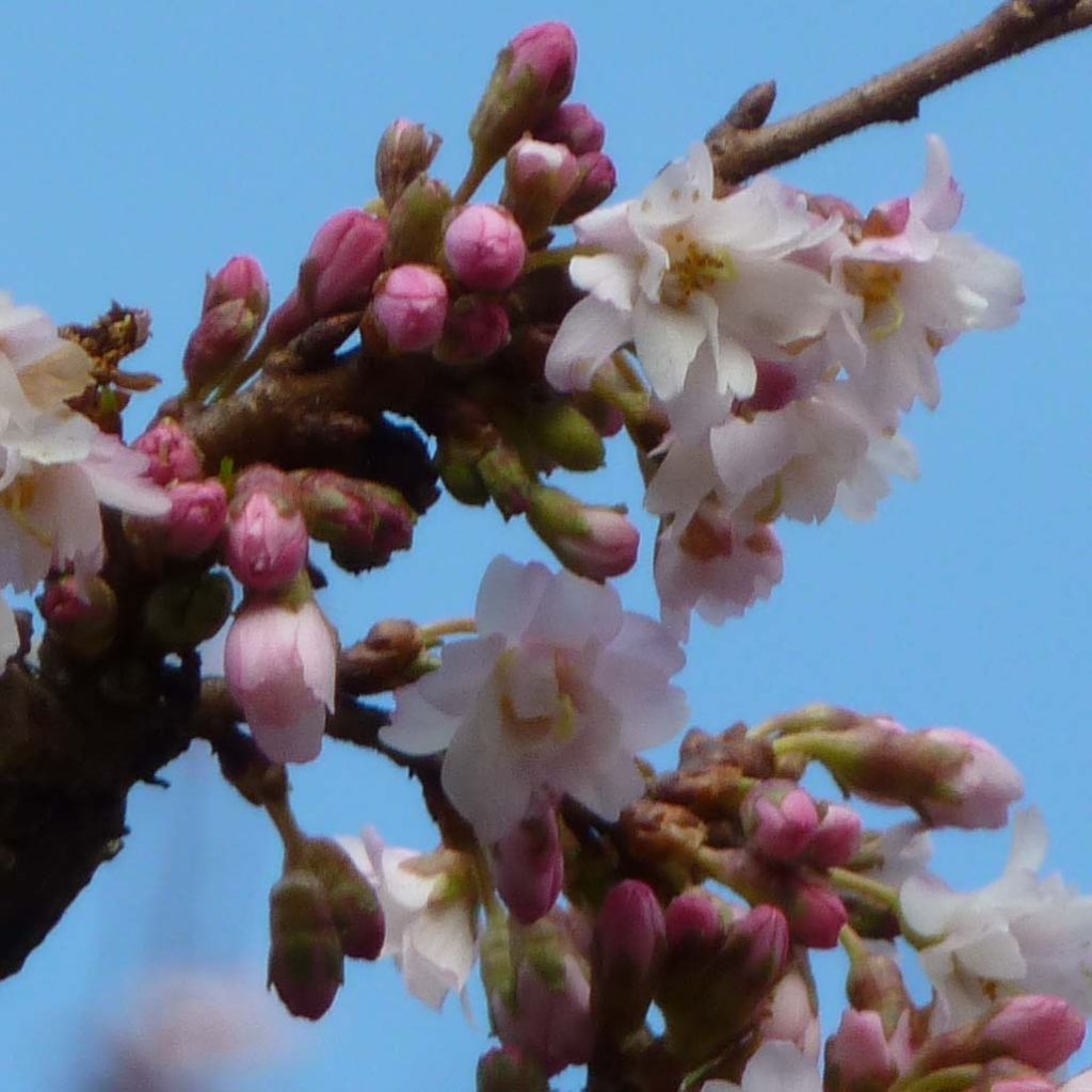 Prunus Autumnalis Rosea - Ciliegio da fiore