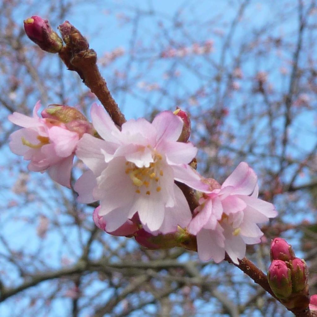 Prunus Autumnalis Rosea - Ciliegio da fiore