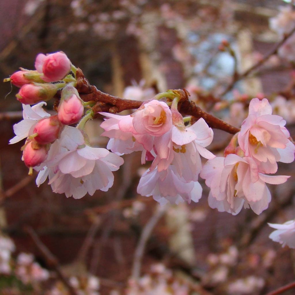 Prunus Autumnalis Rosea - Ciliegio da fiore