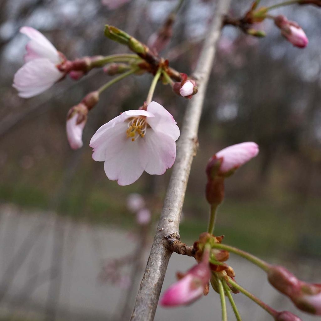 Prunus yedoensis Shidare Yoshino - Ciliegio da fiore