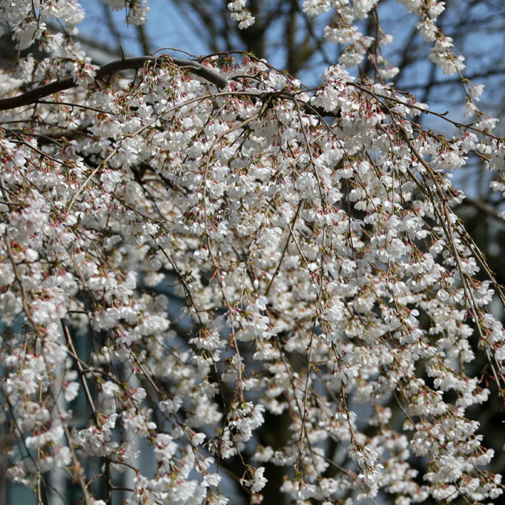 Prunus yedoensis Ivensii - Ciliegio da fiore