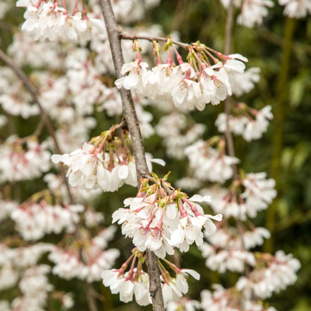 Prunus yedoensis Ivensii - Ciliegio da fiore