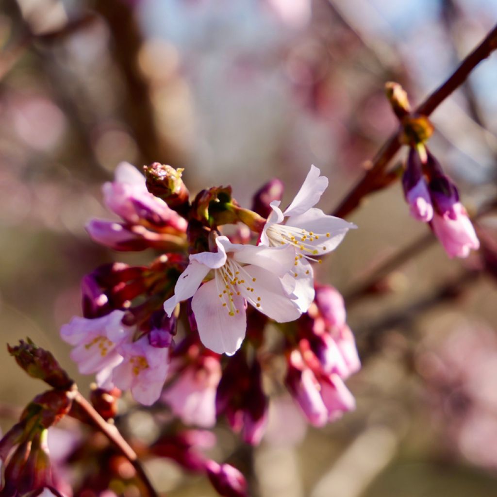 Prunus nipponica var. kurilensis Ruby - Ciliegio da fiore