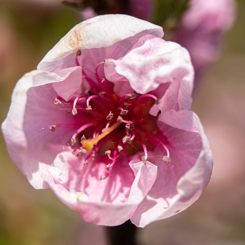 Prunus persica Melred Weeping - Pesco da fiore
