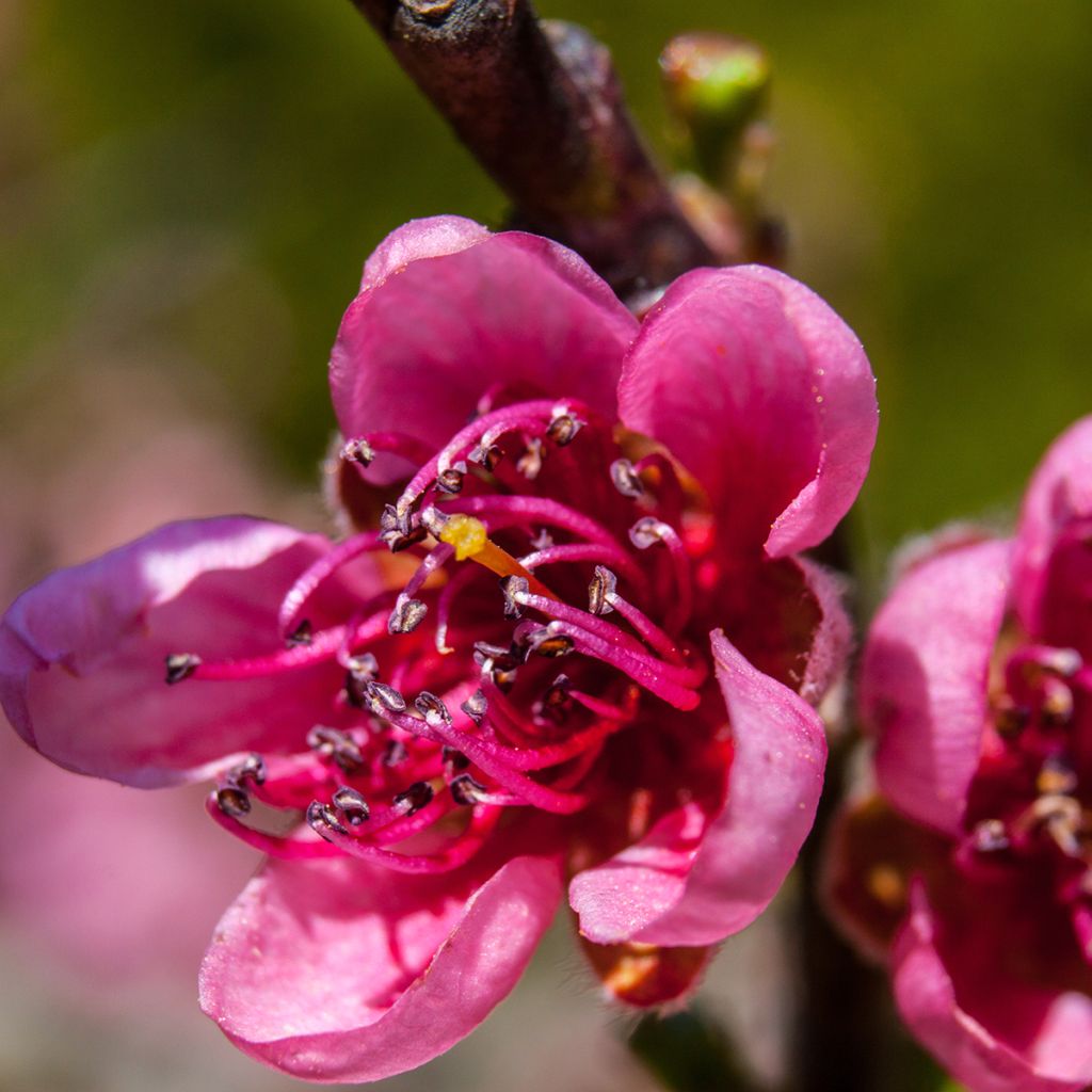Prunus persica Melred Weeping - Pesco da fiore