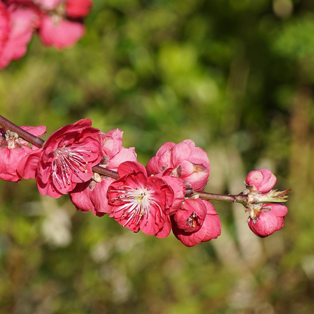 Prunus persica Melred Weeping - Pesco da fiore