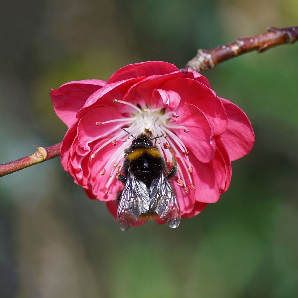 Prunus persica Melred Weeping - Pesco da fiore