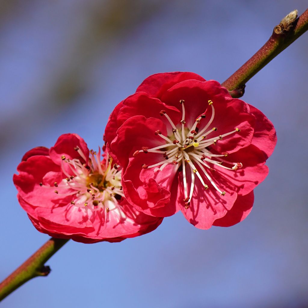 Prunus persica Melred Weeping - Pesco da fiore