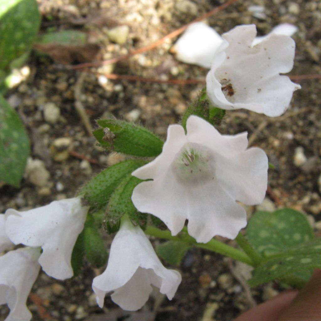 Pulmonaria Sissinghurst White