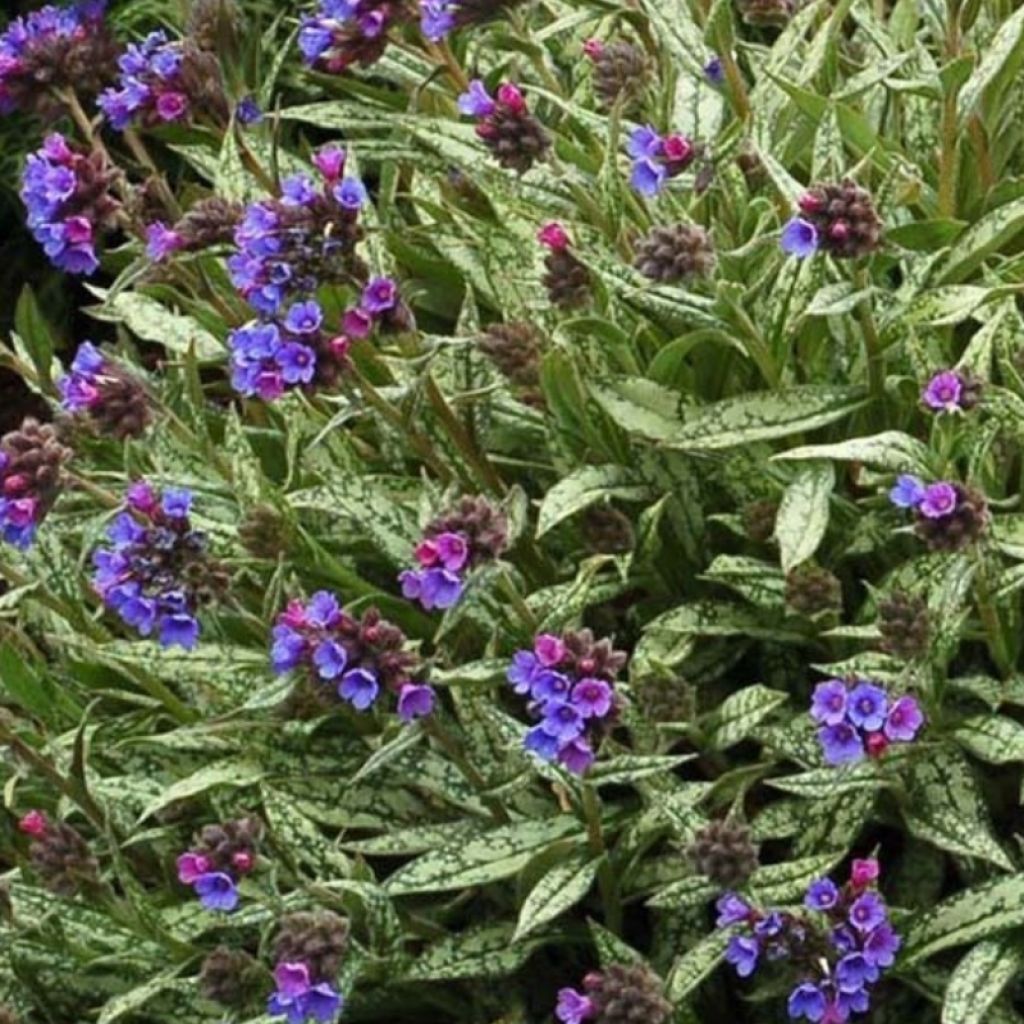 Pulmonaria longifolia subsp. cevennensis