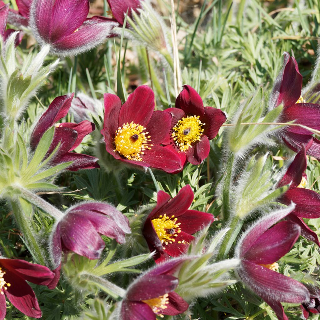 Pulsatilla vulgaris Röde Klokke - Fiore di Pasqua rossa