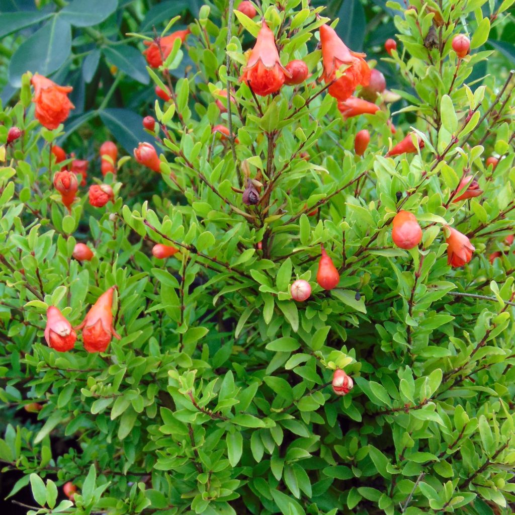 Melograno Nana - Punica granatum