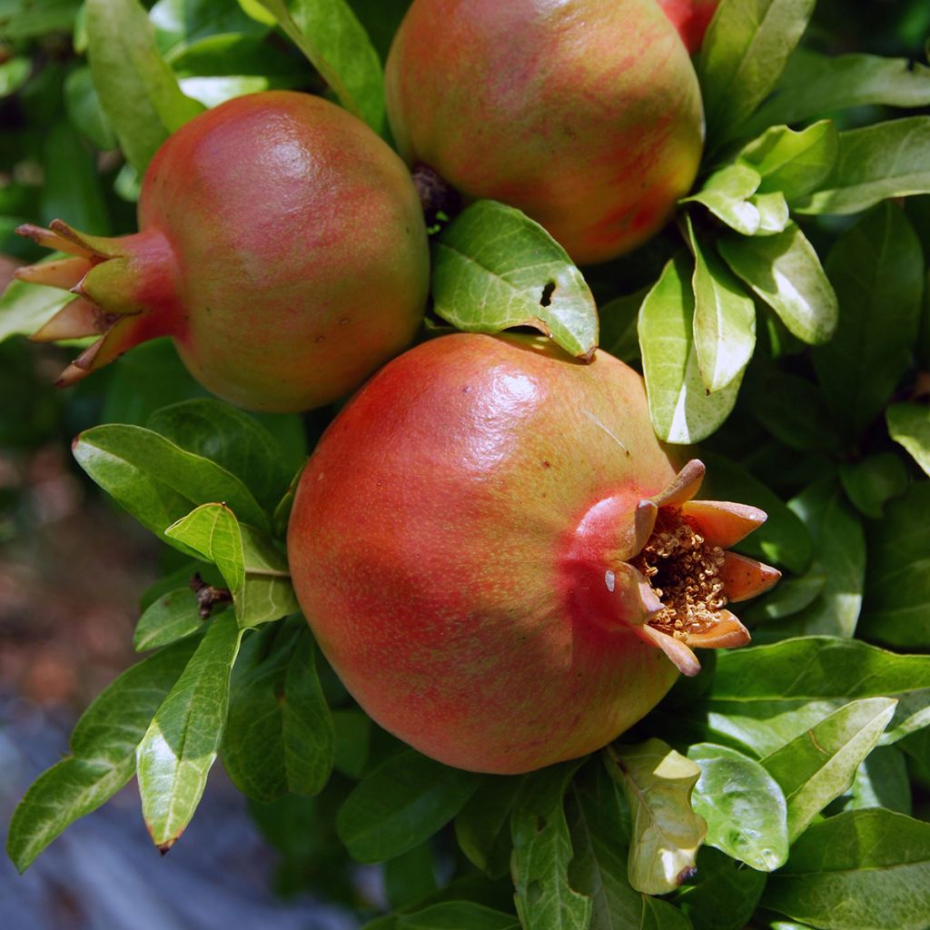 Melograno Salavatski - Punica granatum
