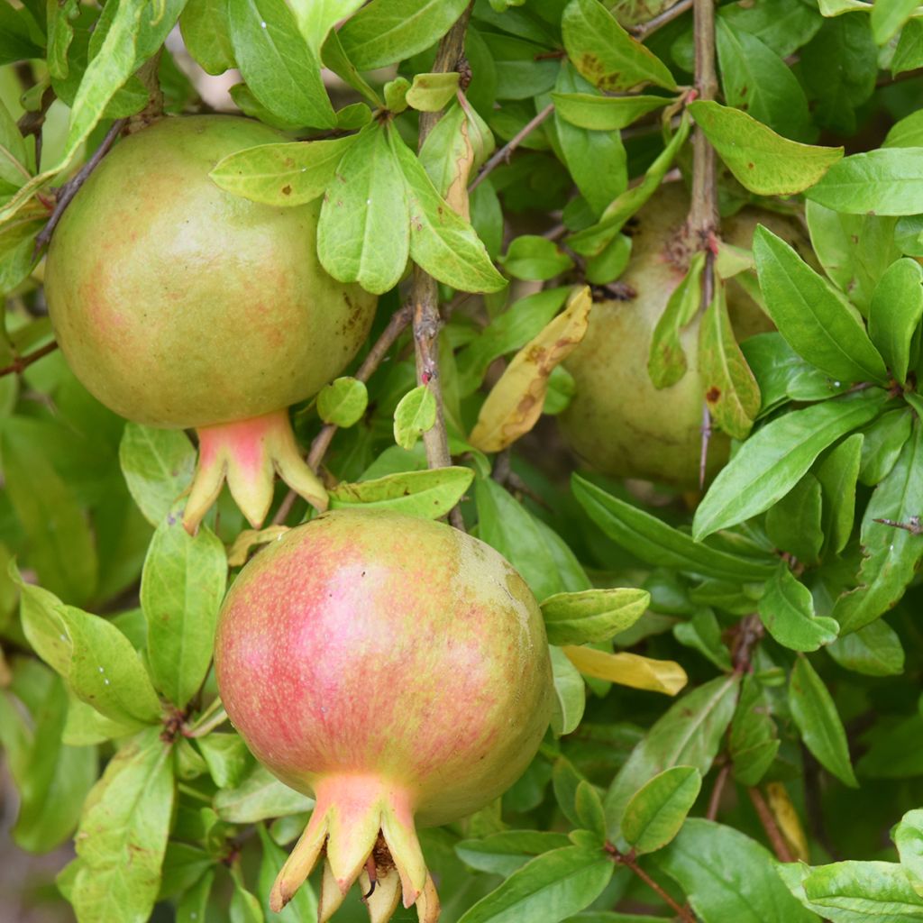 Melograno Seedless - Punica granatum 