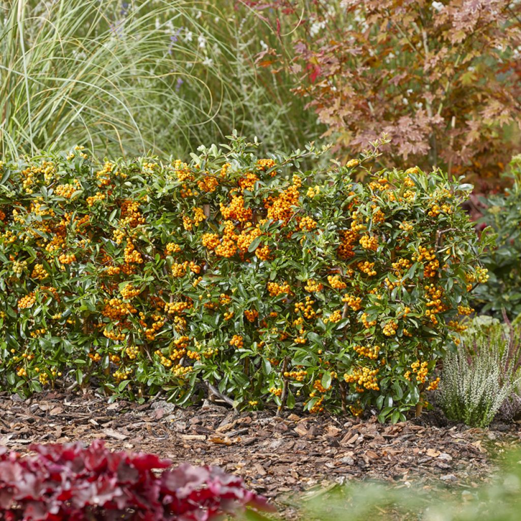 Pyracantha Sunny Star