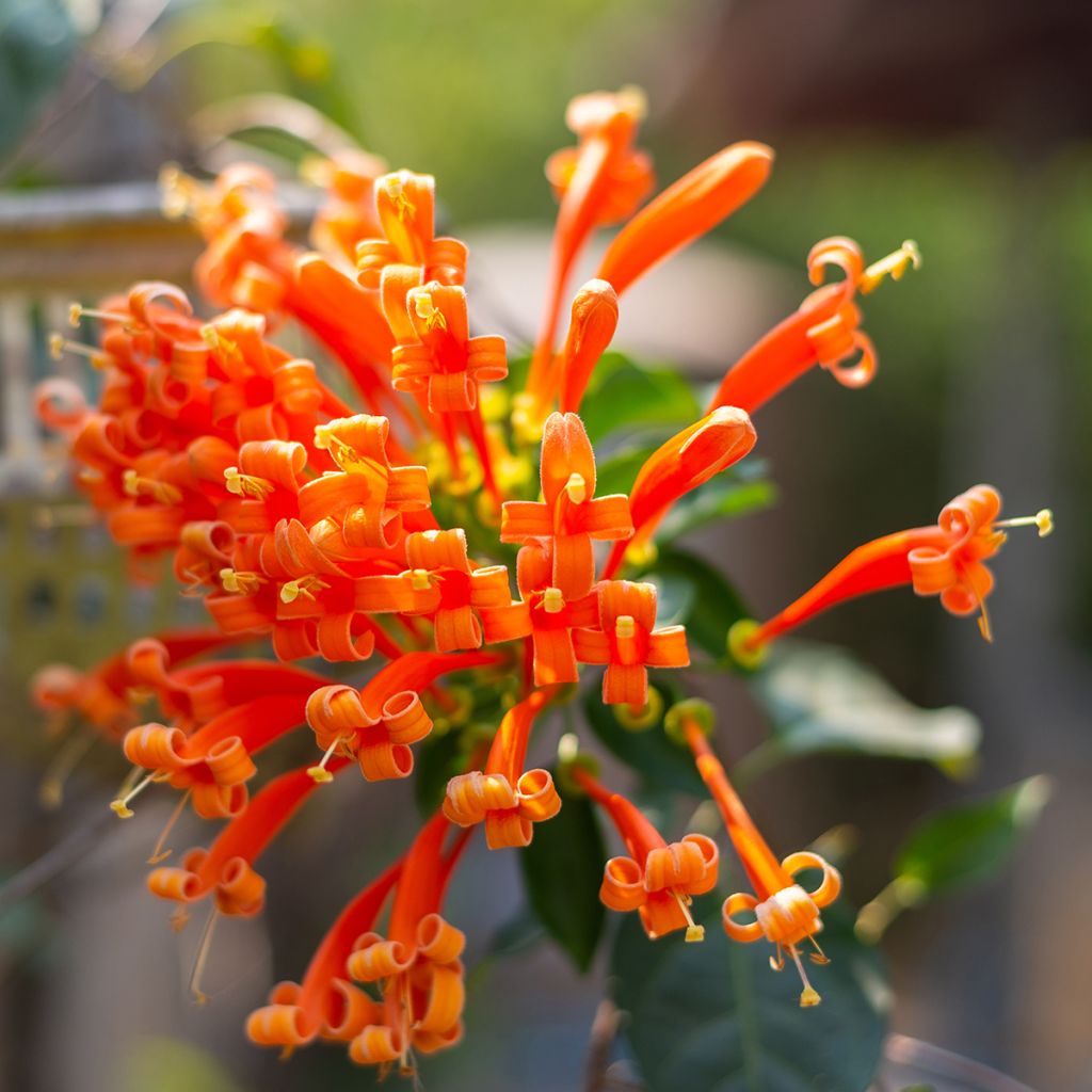 Pyrostegia venusta - Bignonia venusta