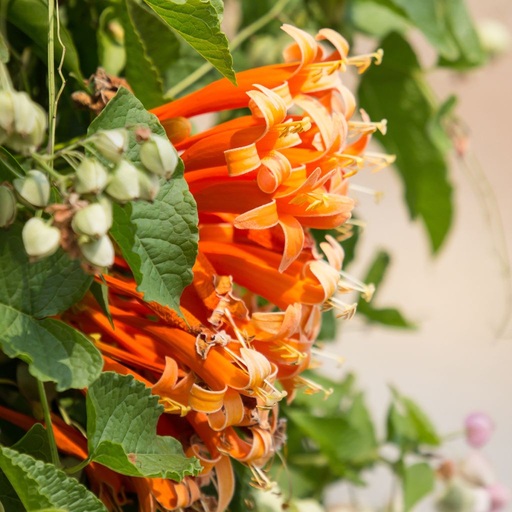 Pyrostegia venusta - Bignonia venusta