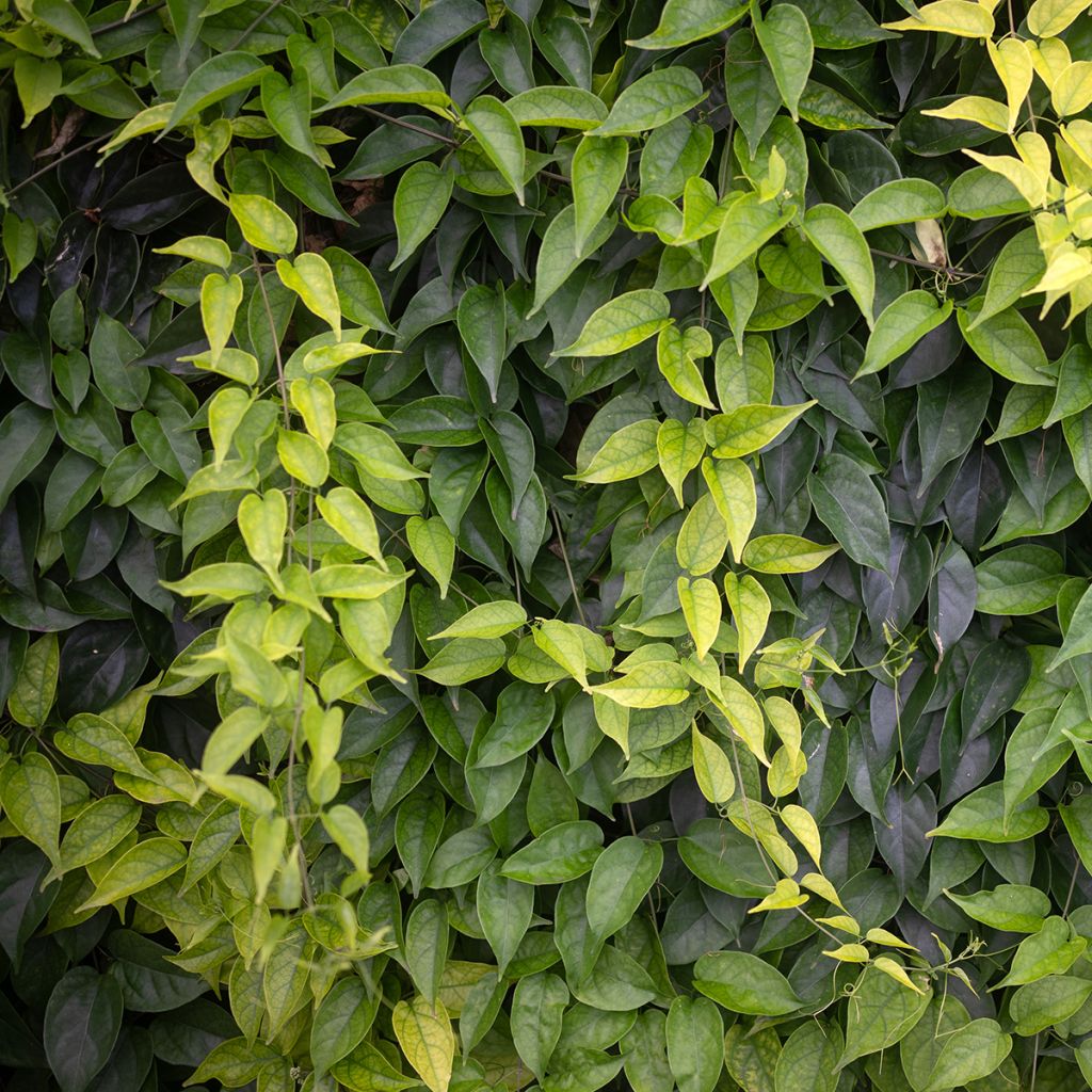 Pyrostegia venusta - Bignonia venusta