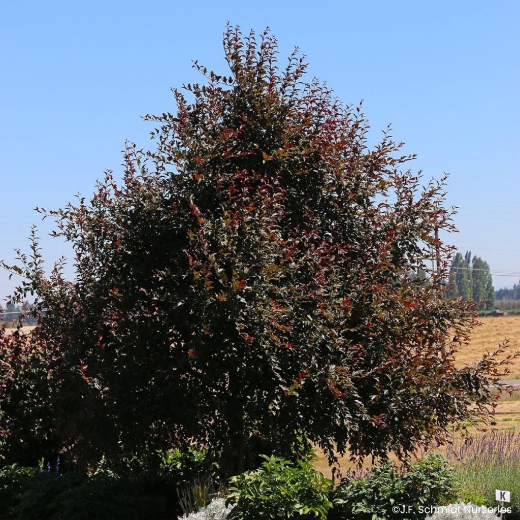 Pyrus Javelin - Pero da fiore