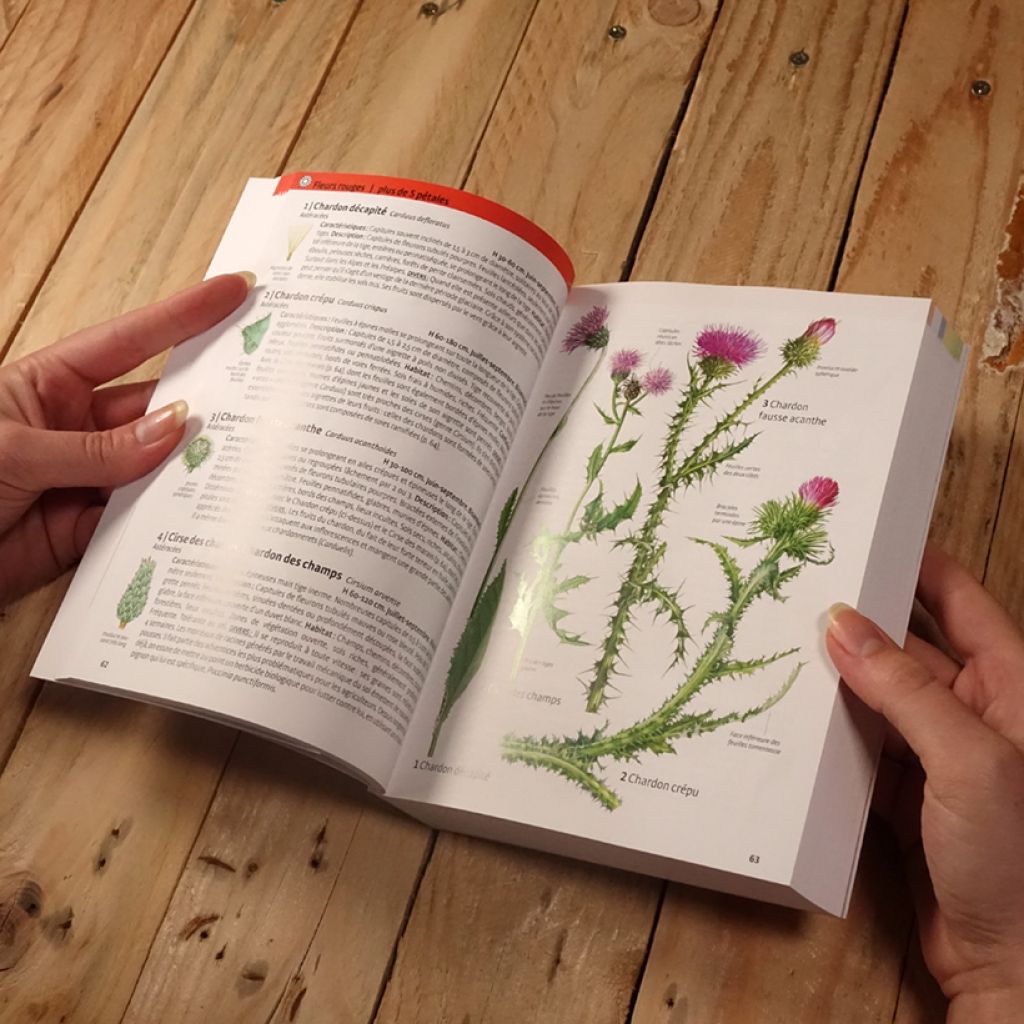 Quelle est cette plante ?