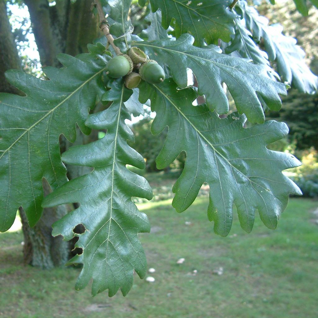 Quercus frainetto