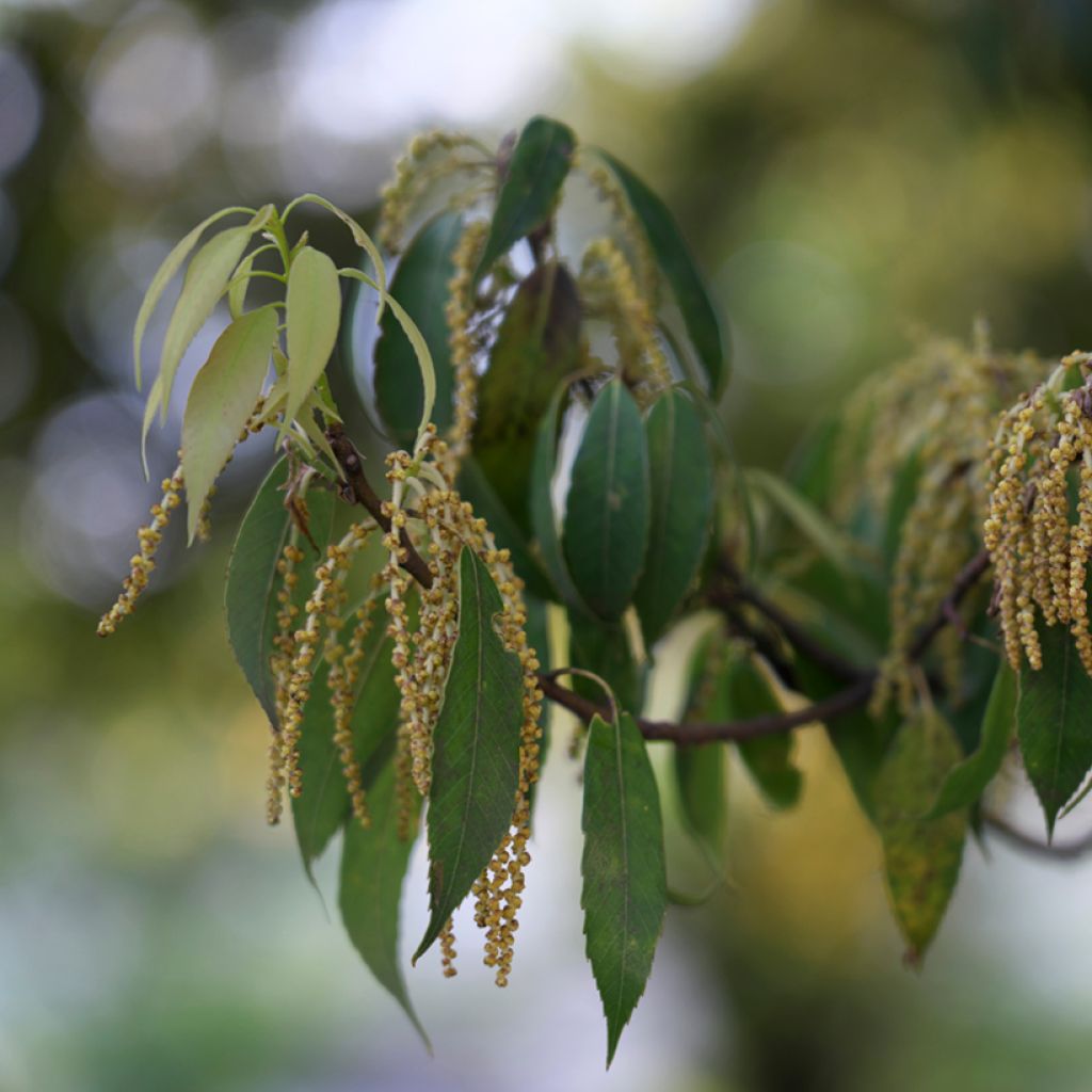 Quercus myrsinifolia - Quercia