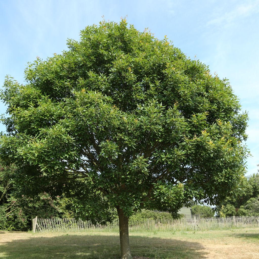Quercus petraea Mespilifolia - Quercia rovere