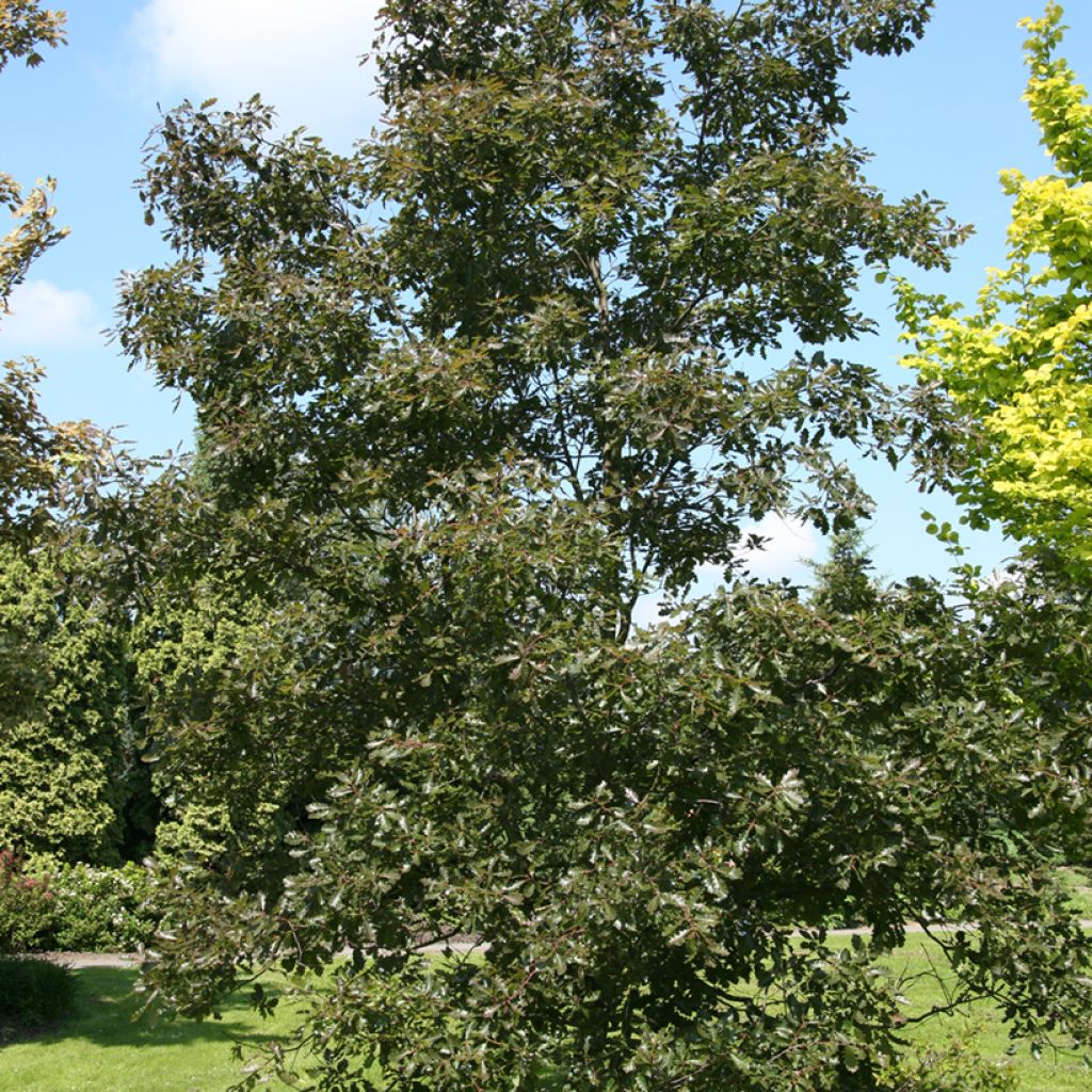 Quercus petraea Purpurea - Quercia rovere