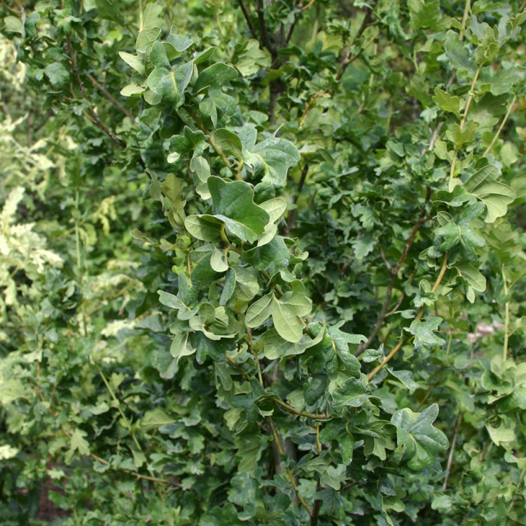 Quercus robur Facrist - Farnia