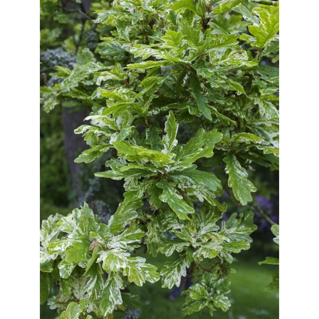 Chêne pédonculé - Quercus robur Variegata