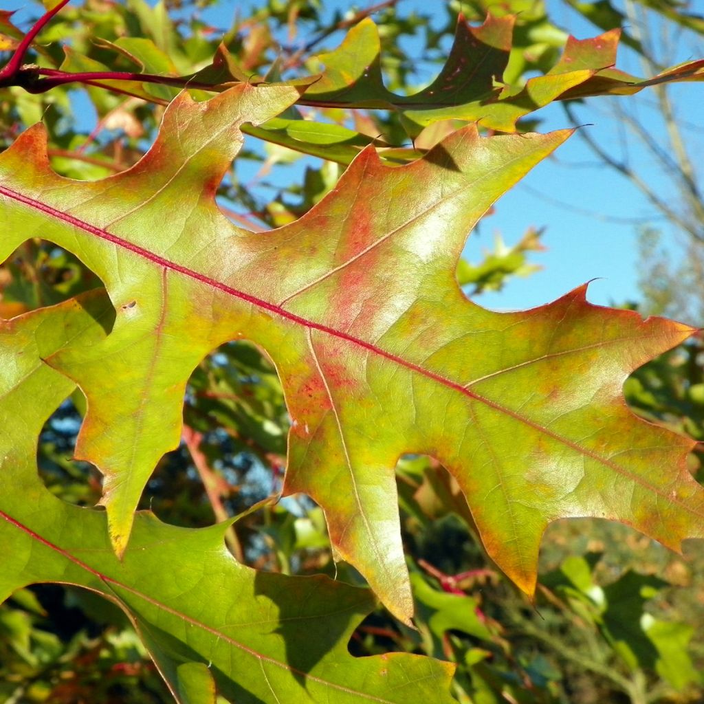 Quercus rubra - Quercia rossa