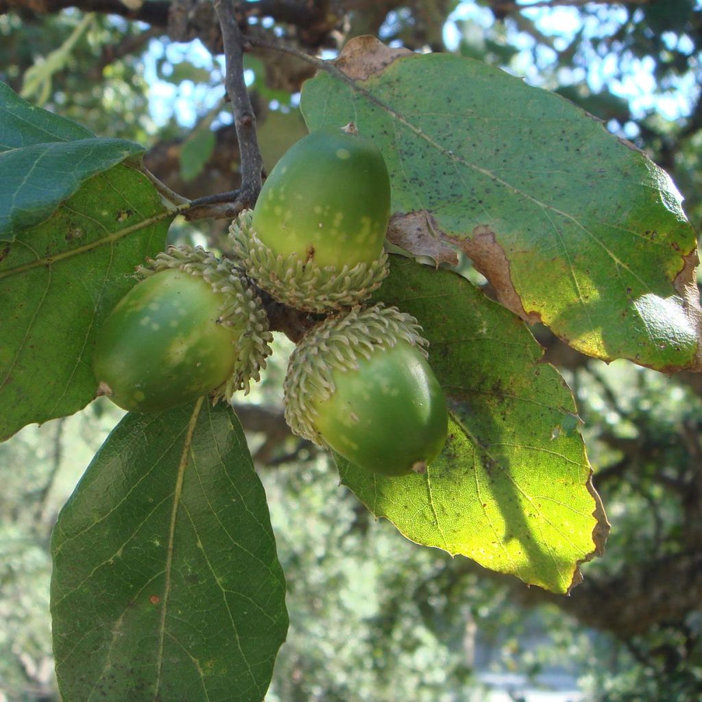 Quercus suber - Quercia da sughero