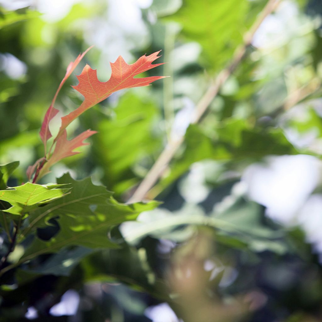 Quercus texana New Madrid - Quercia