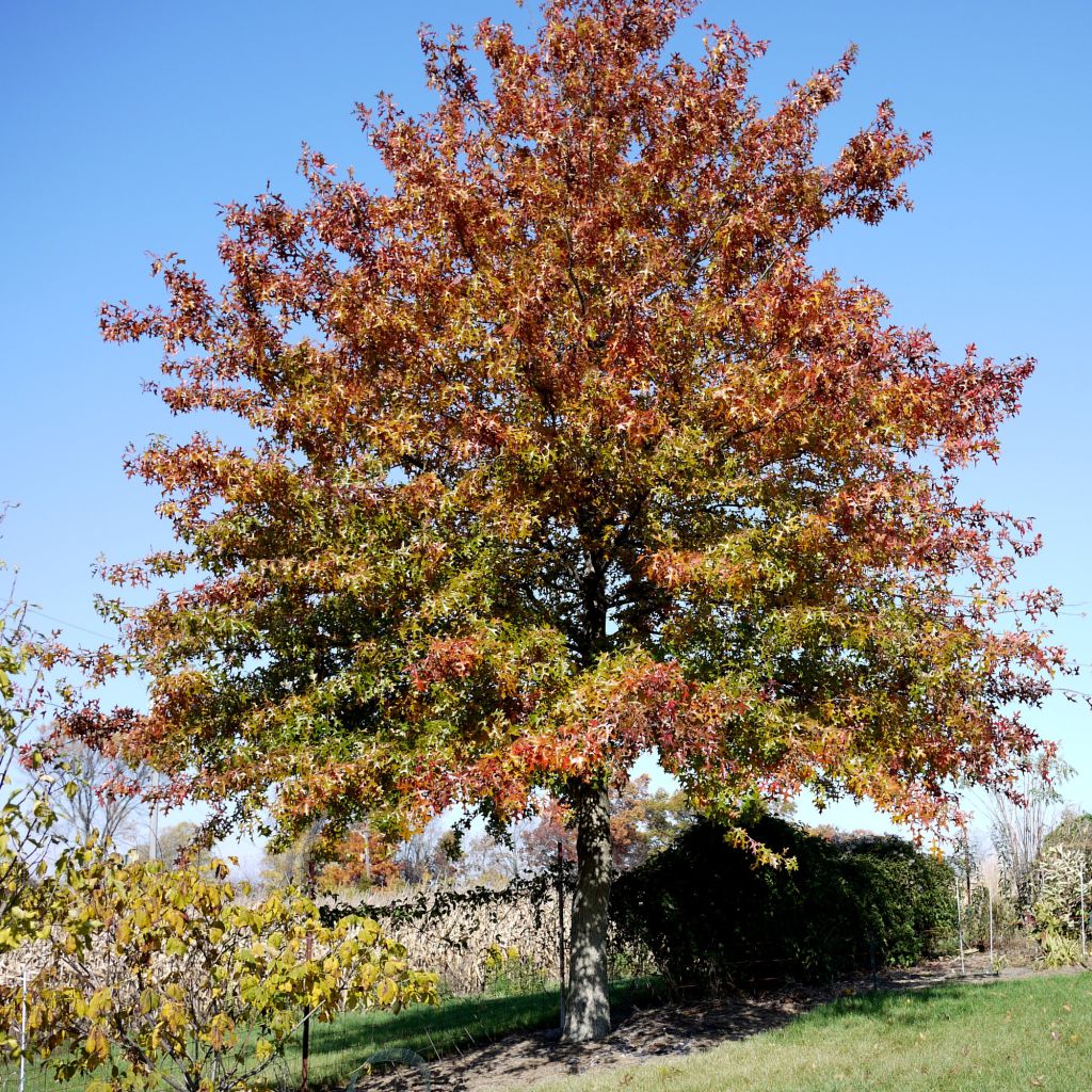 Quercia palustre - Quercus palustris