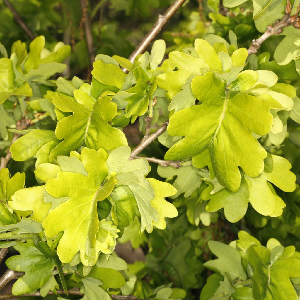 Quercus robur Cristata - Farnia