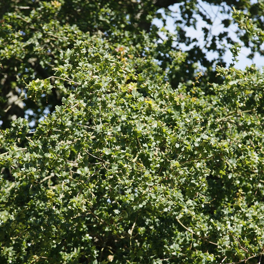 Quercus robur Cristata - Farnia