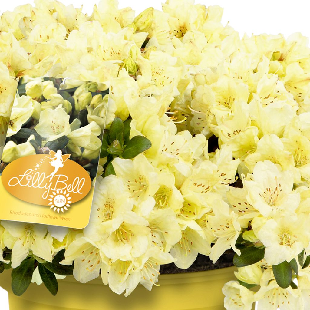 Rhododendron Lilly Bell Sun - Rododendro nano